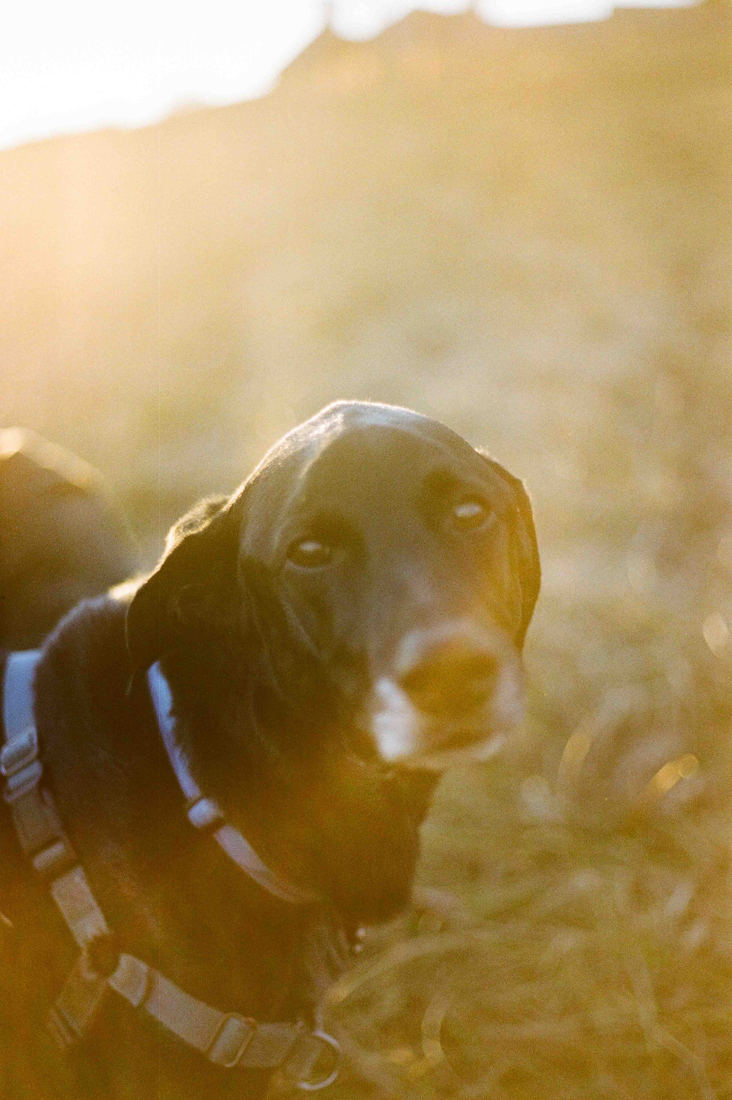 Biltmore Engagement Photos Film-142.jpg