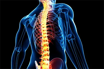 spine-anatomy.jpg