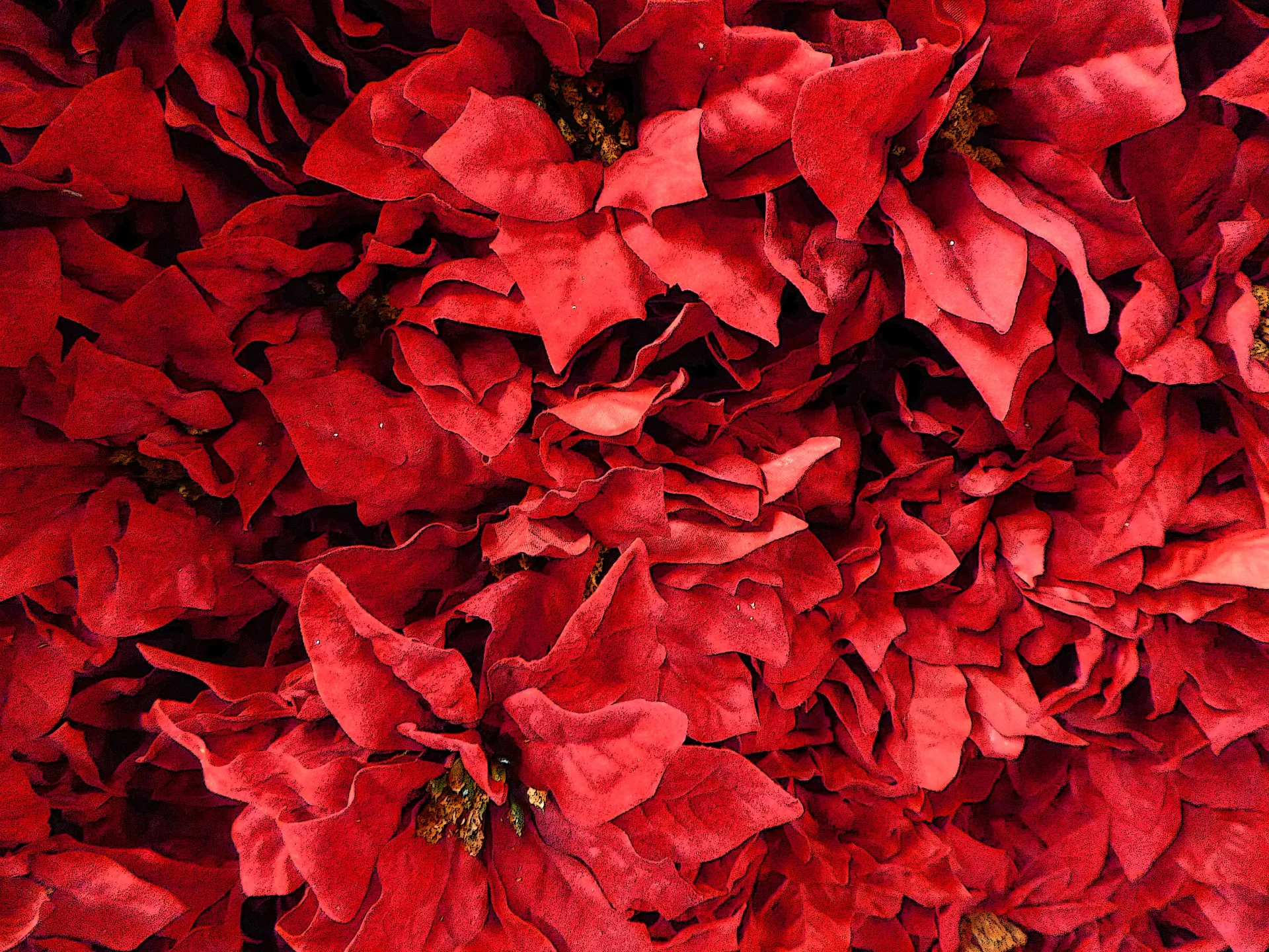 poinsetta-background-for-christmas.jpg