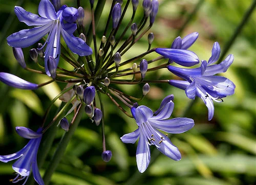 Agapanthus ‘Stevie's Wonder’