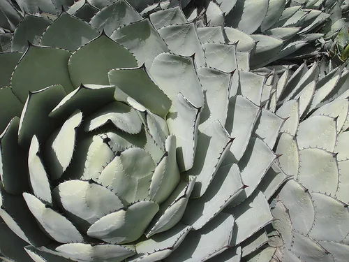 Agave Parryi