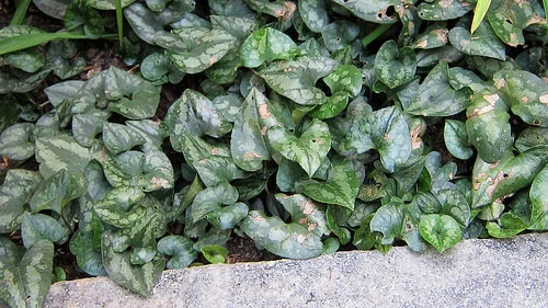 Asarum Splendens ‘Quicksilver’