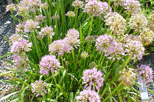 allium-millenium.jpg