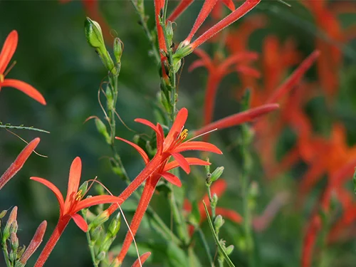 Aniscanthus ‘Flame Red’