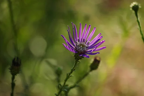 Aster Georgiana