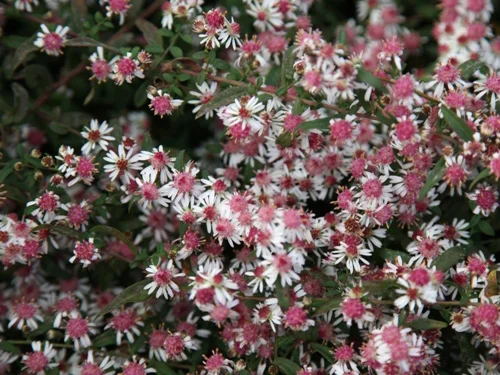 Aster Lateriflorus 'Lady in Black'