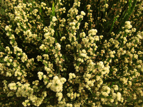 baccharis-angustifolia.jpg
