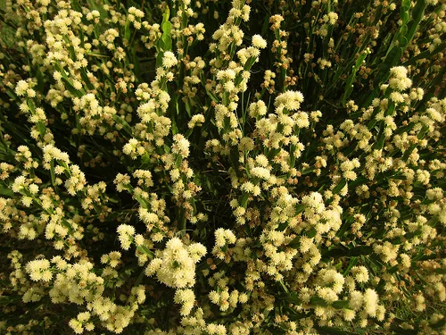 Baccharis Angustifolia