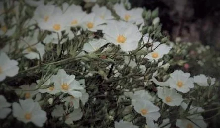 Cistus x 'Chelsea Bonnet'