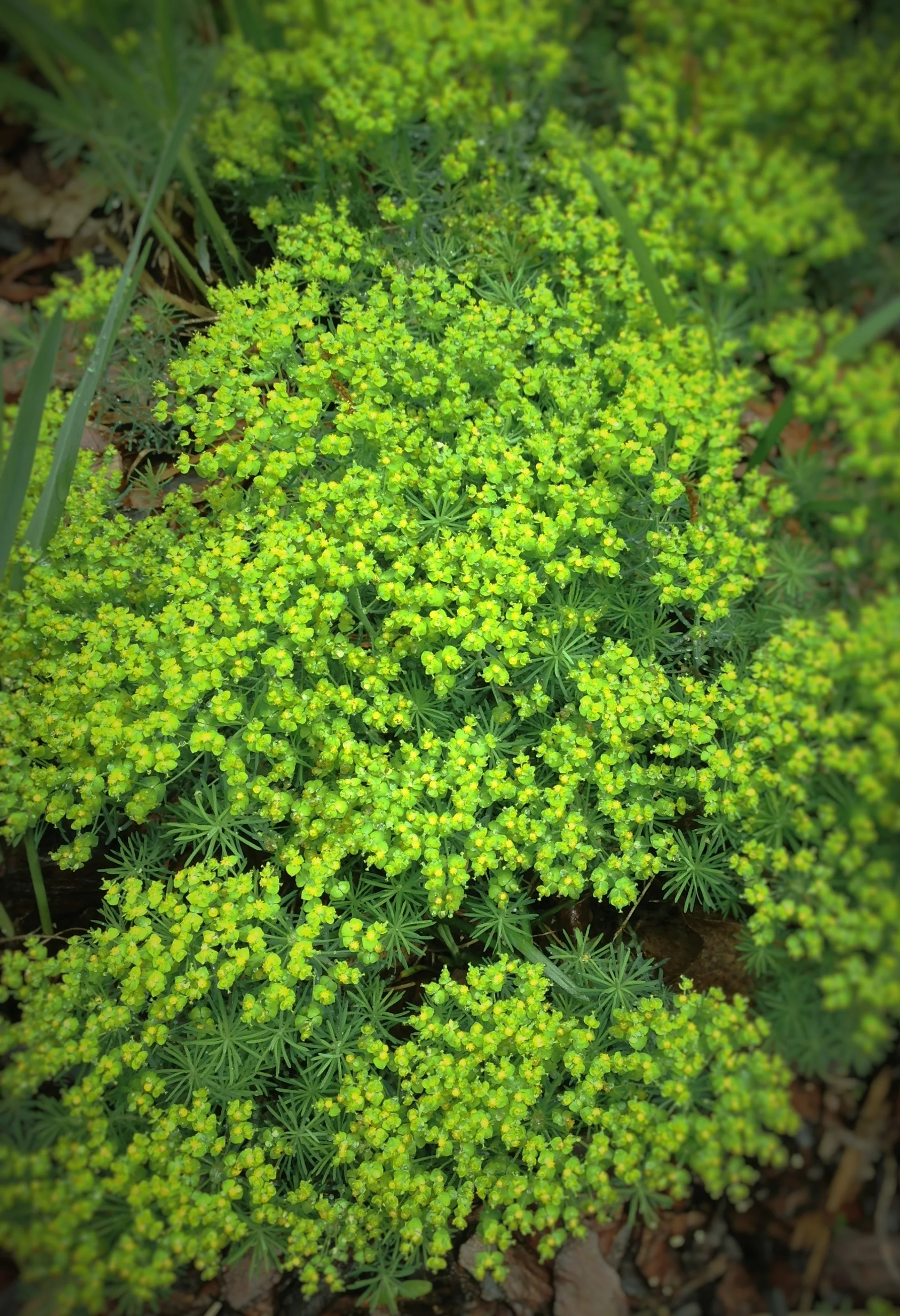 Euphorbia Cyparissias ‘Fens Ruby’