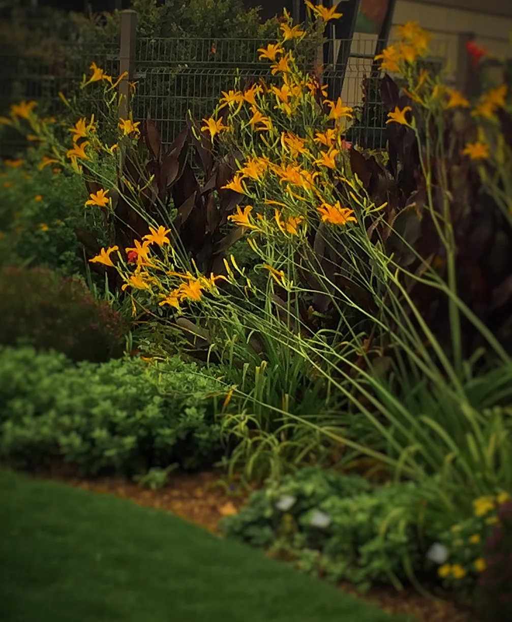 Hemerocallis ‘Autumn Minaret’