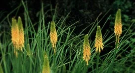 Kniphofia x 'Brimstone'
