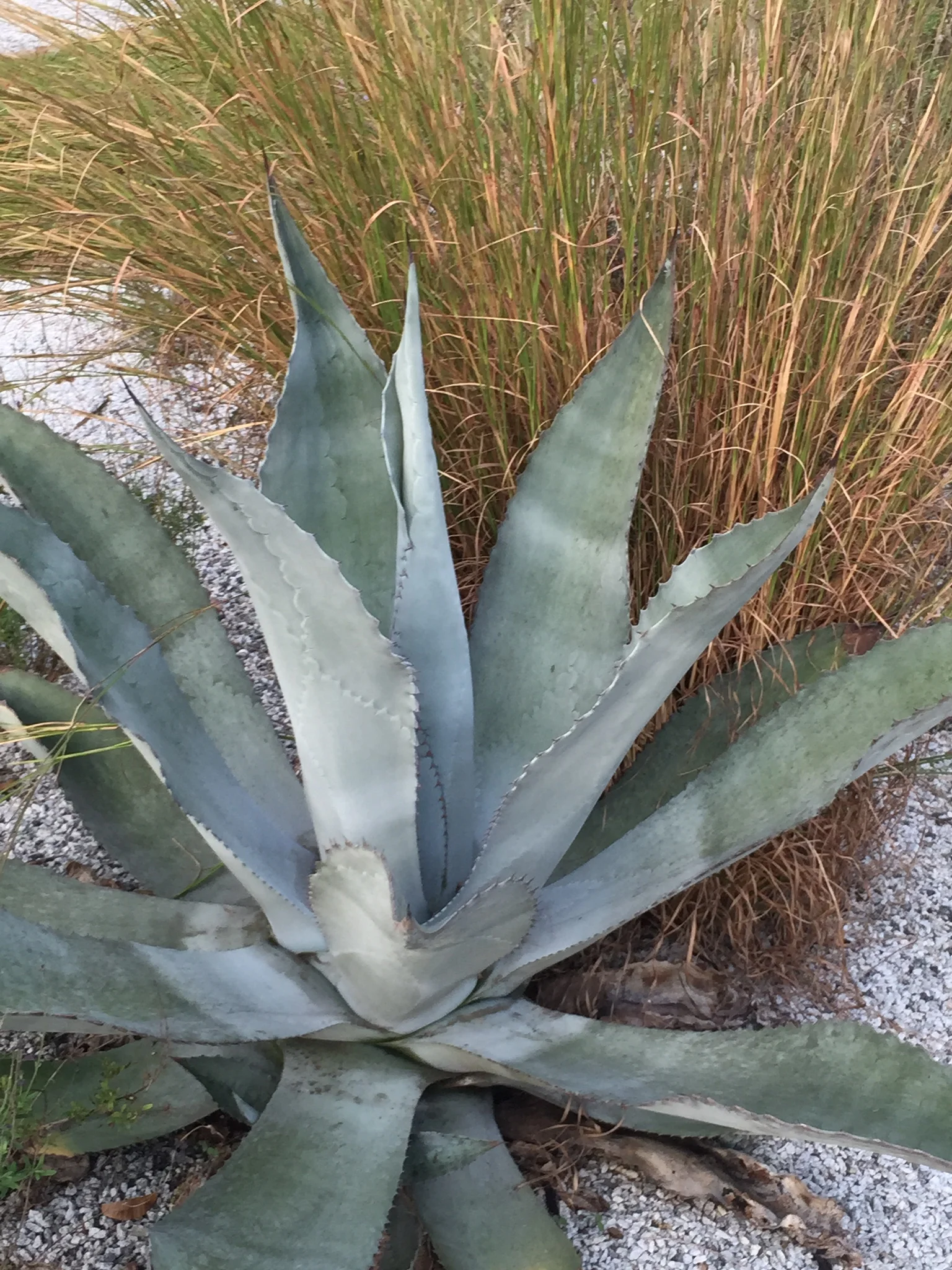 Agave protoamericana 