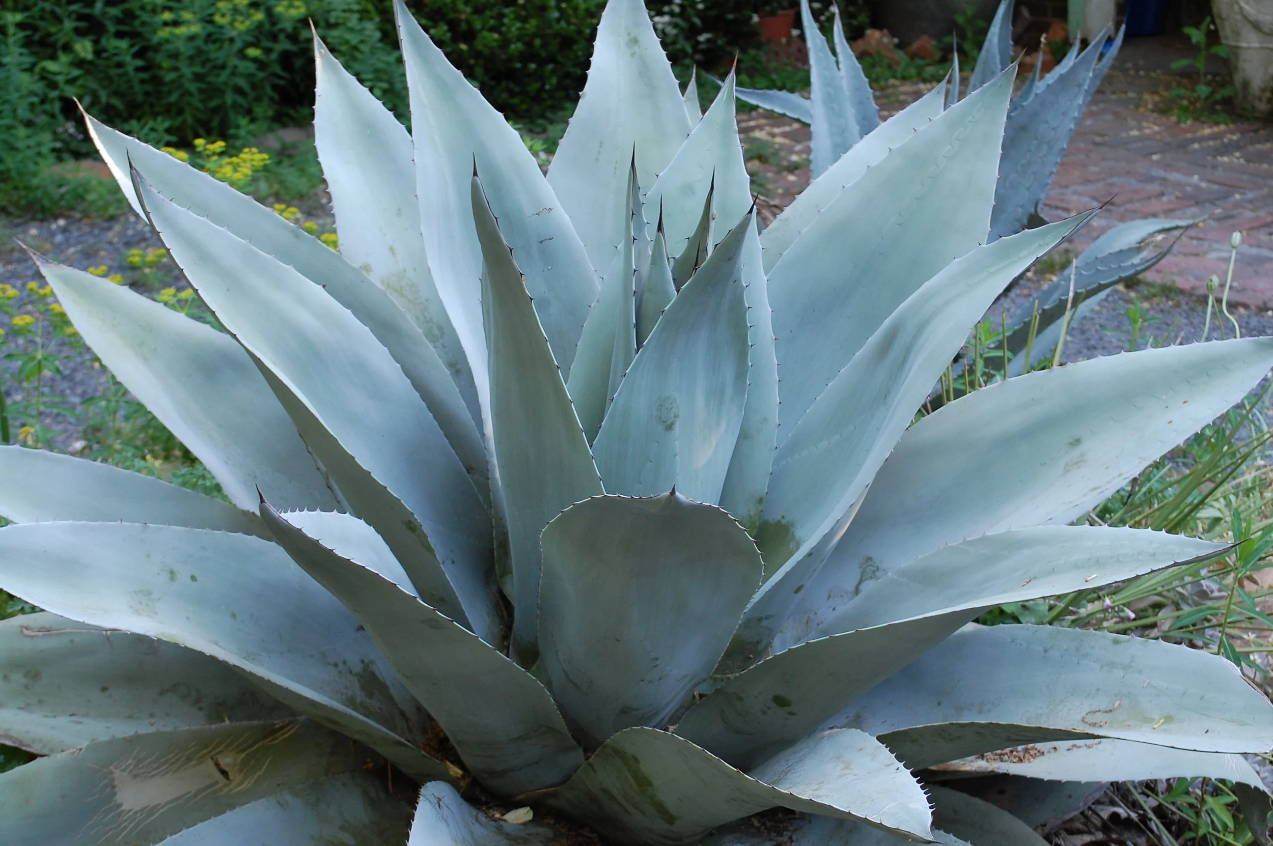 Agave ovatifolia 'Vanzie'