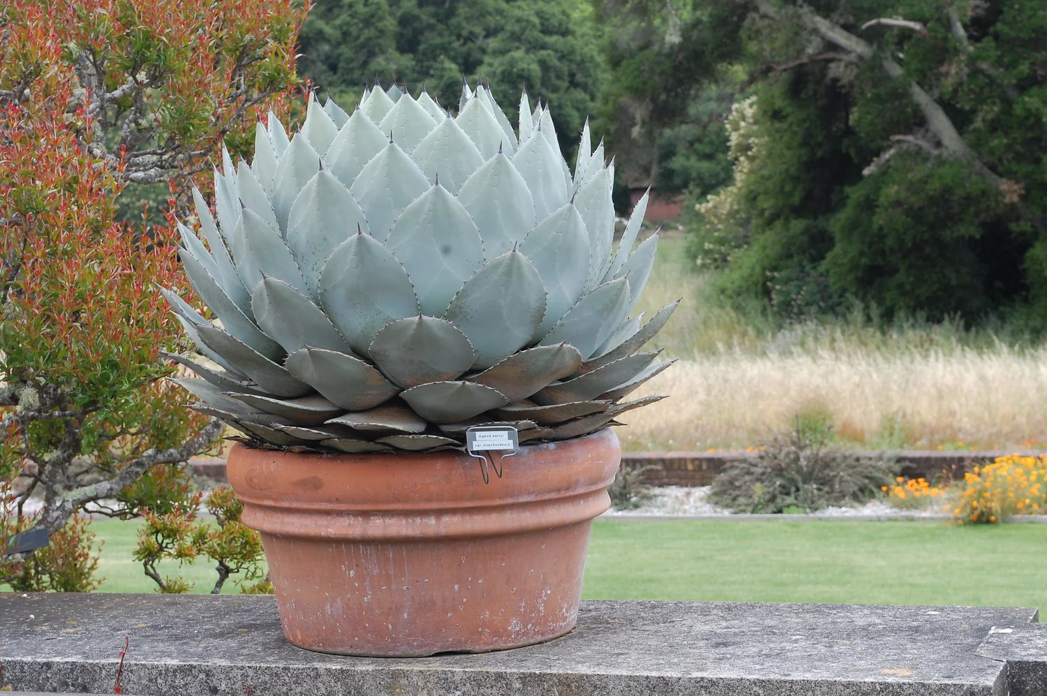Agave parryi ここちよい 