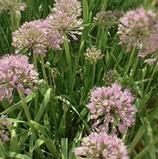Allium ‘Millenium’