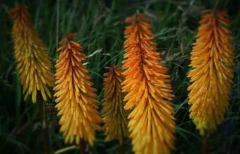 Kniphofia 'Gladness'