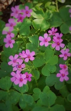 Oxalis Crassipes ‘Rosea’