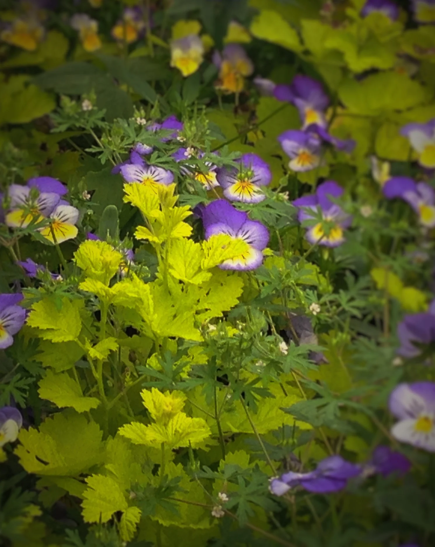 Rubus Idaeus ‘Aureus’