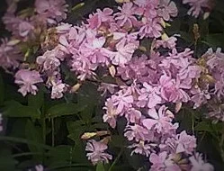 Saponaria Officinalis ‘Rosea Plena’