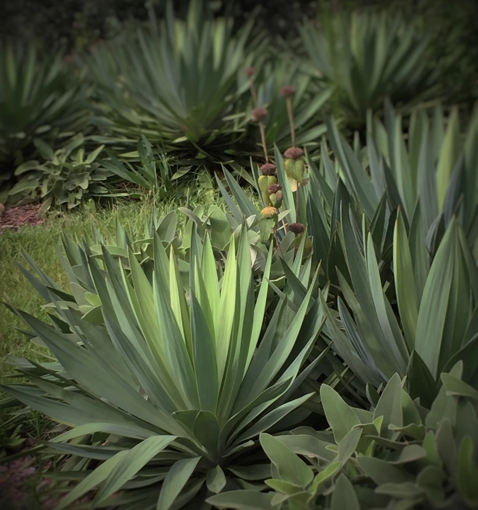  Yucca Gloriosa ‘Lone Star'