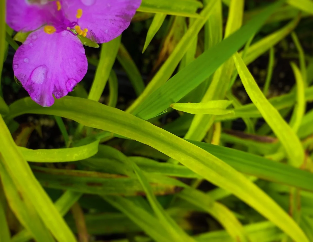 Tradescantia 'Sunshine Charm'