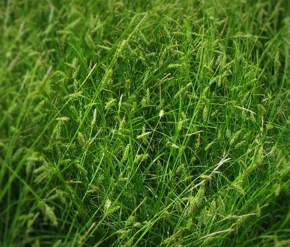 Carex_cherokeensis_01.jpg