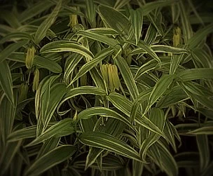 Disporum Sessile ‘Variegatum’ 