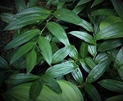 disporopsis pernyi.jpg