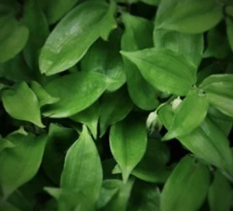 Disporosis undulata ‘Sichuan Jade’