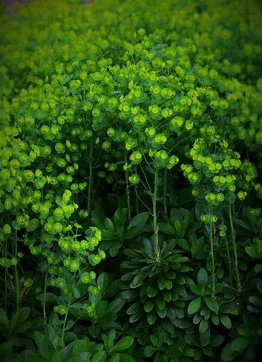 Euphorbia A. Robbiae