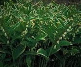 Polygonatum Odoratum ‘Variegatum’