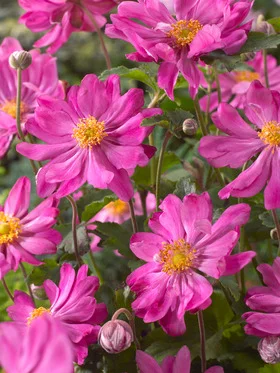  Anemone hupehensis ‘Prince Henry’ 