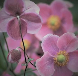 Anemone x 'September Charm'
