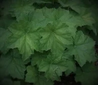 Heuchera villosa ‘Autumn Bride’ 