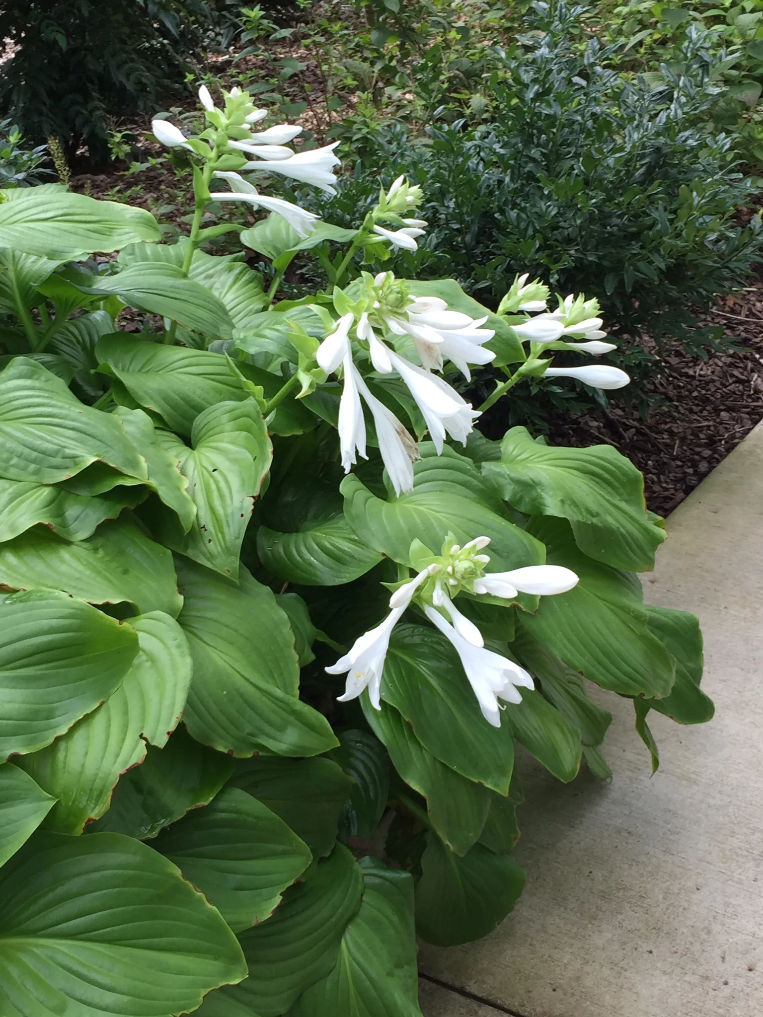 Hosta plantagenea ‘Grandiflora’ 