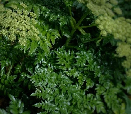 Angelica pachycarpa
