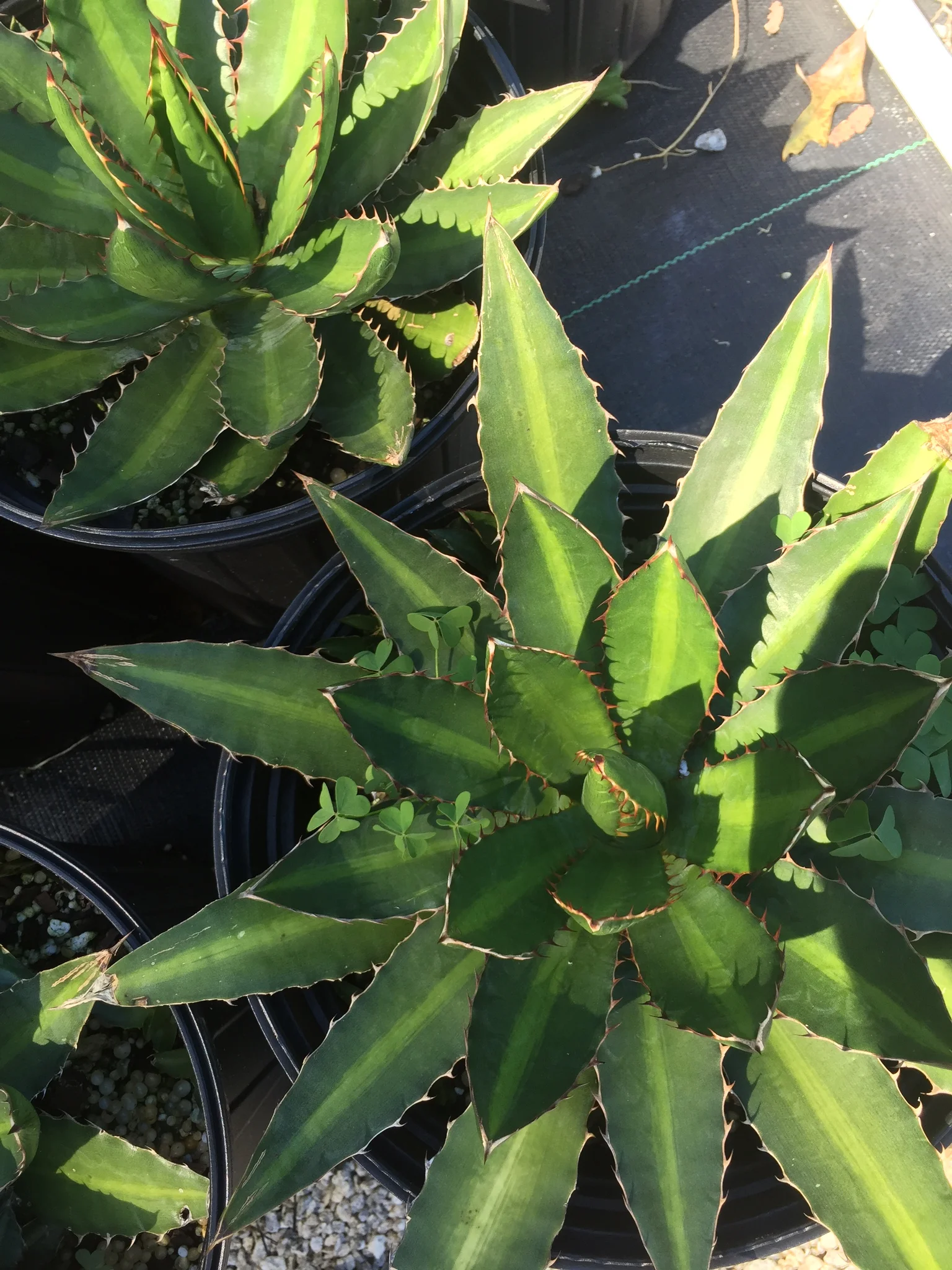 agave lophantha.jpg