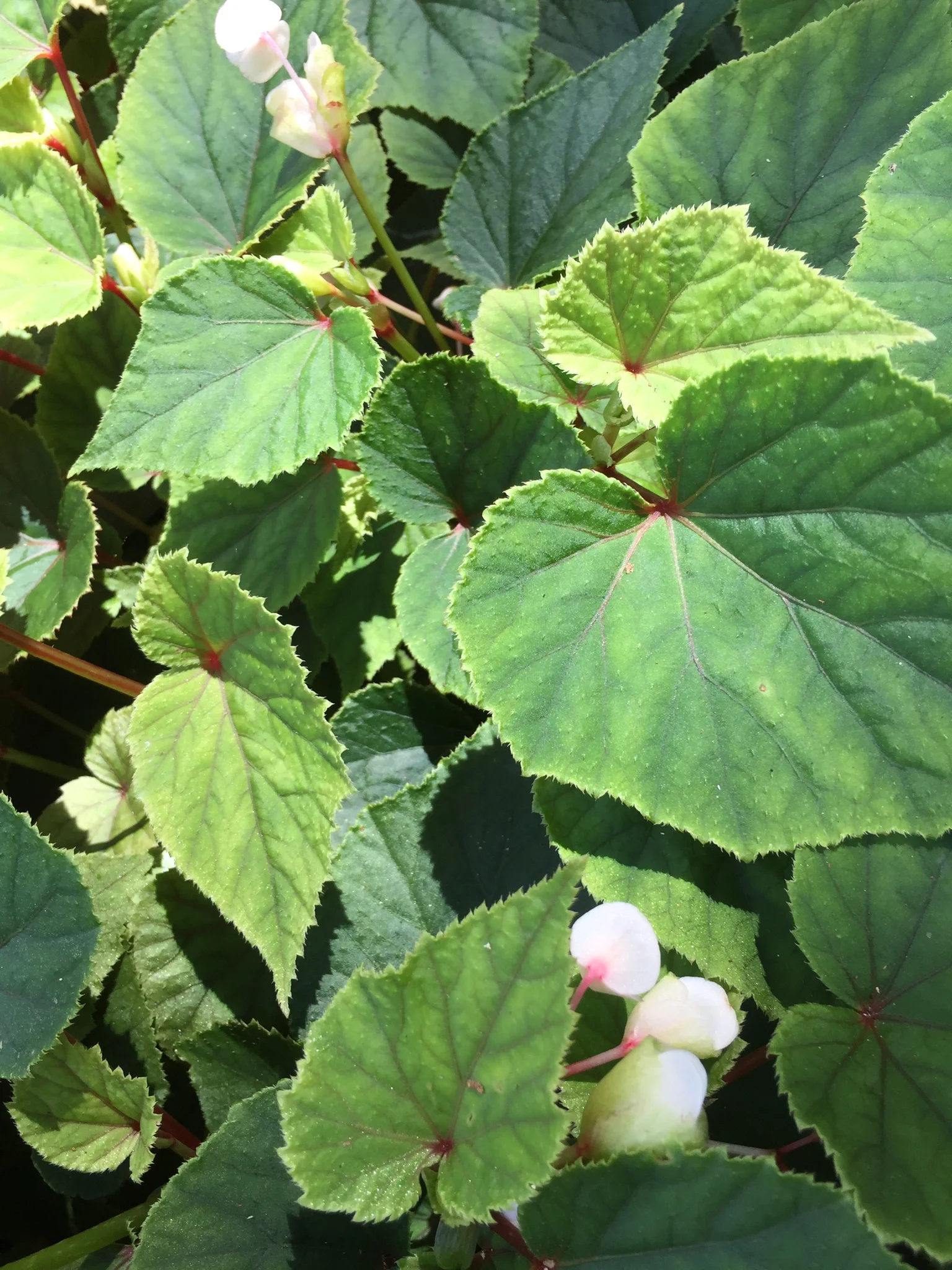 Begonia grandis 'alba'