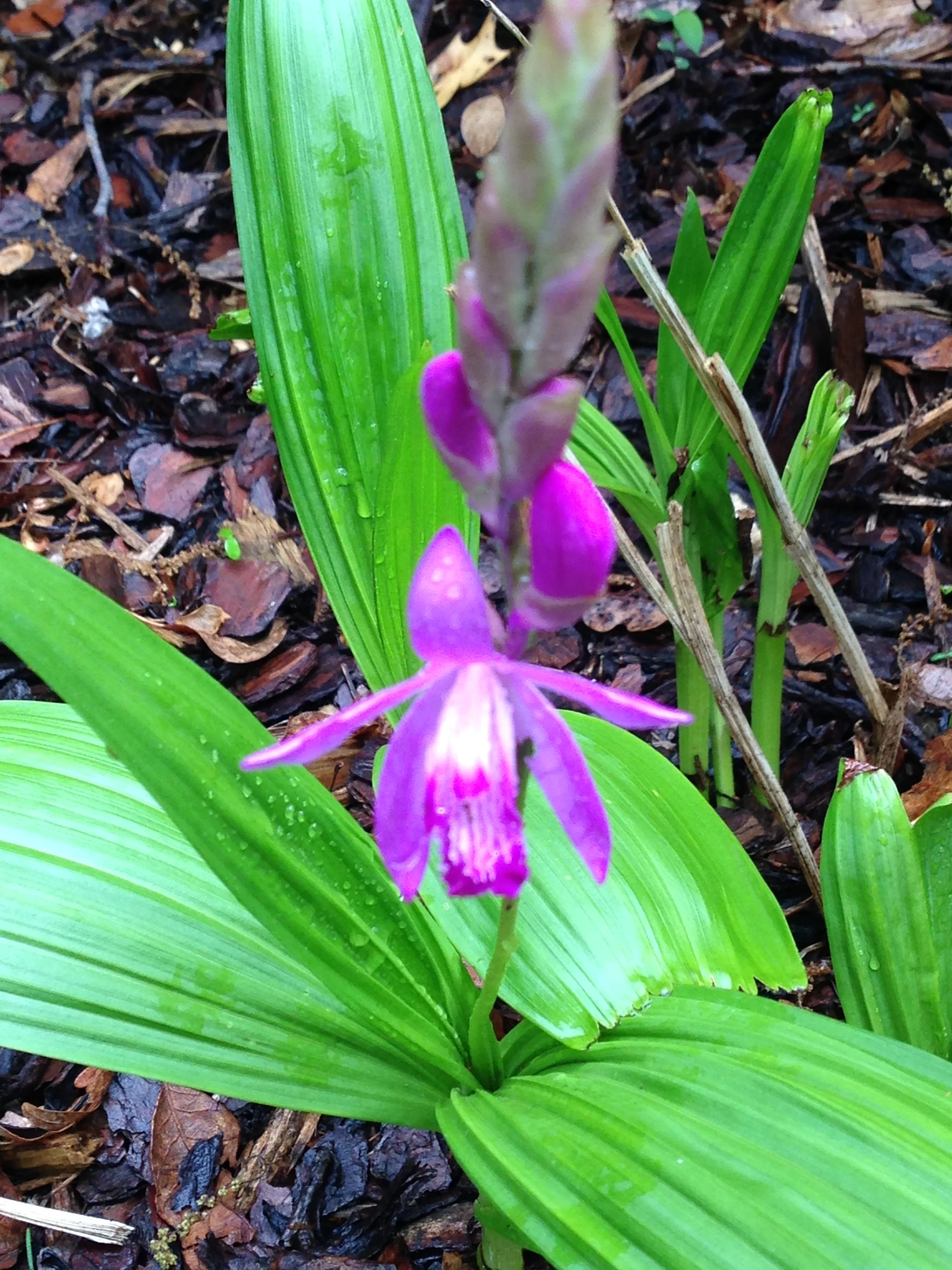 Bletilla striata