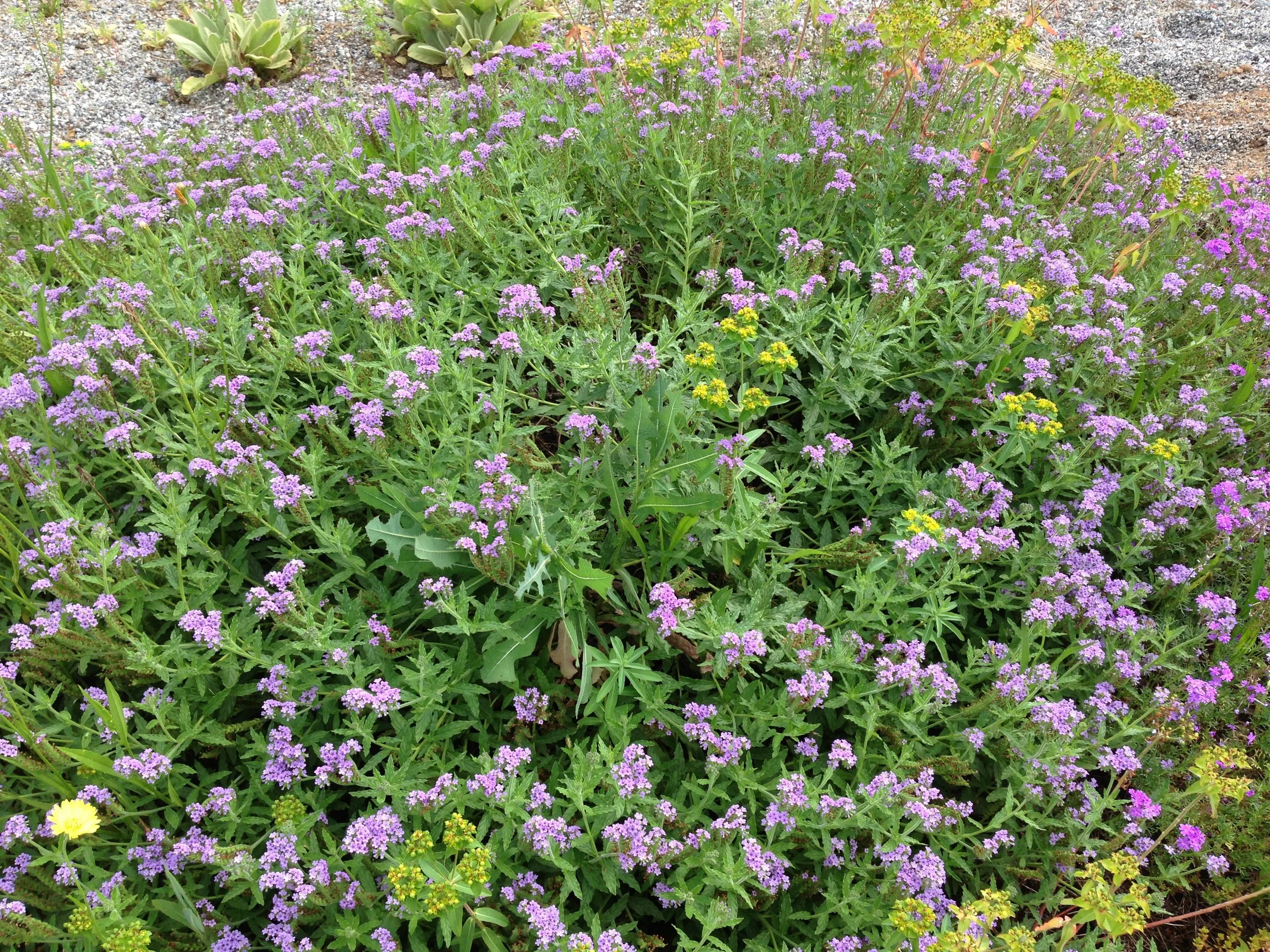 Heliotrope amplexicaule