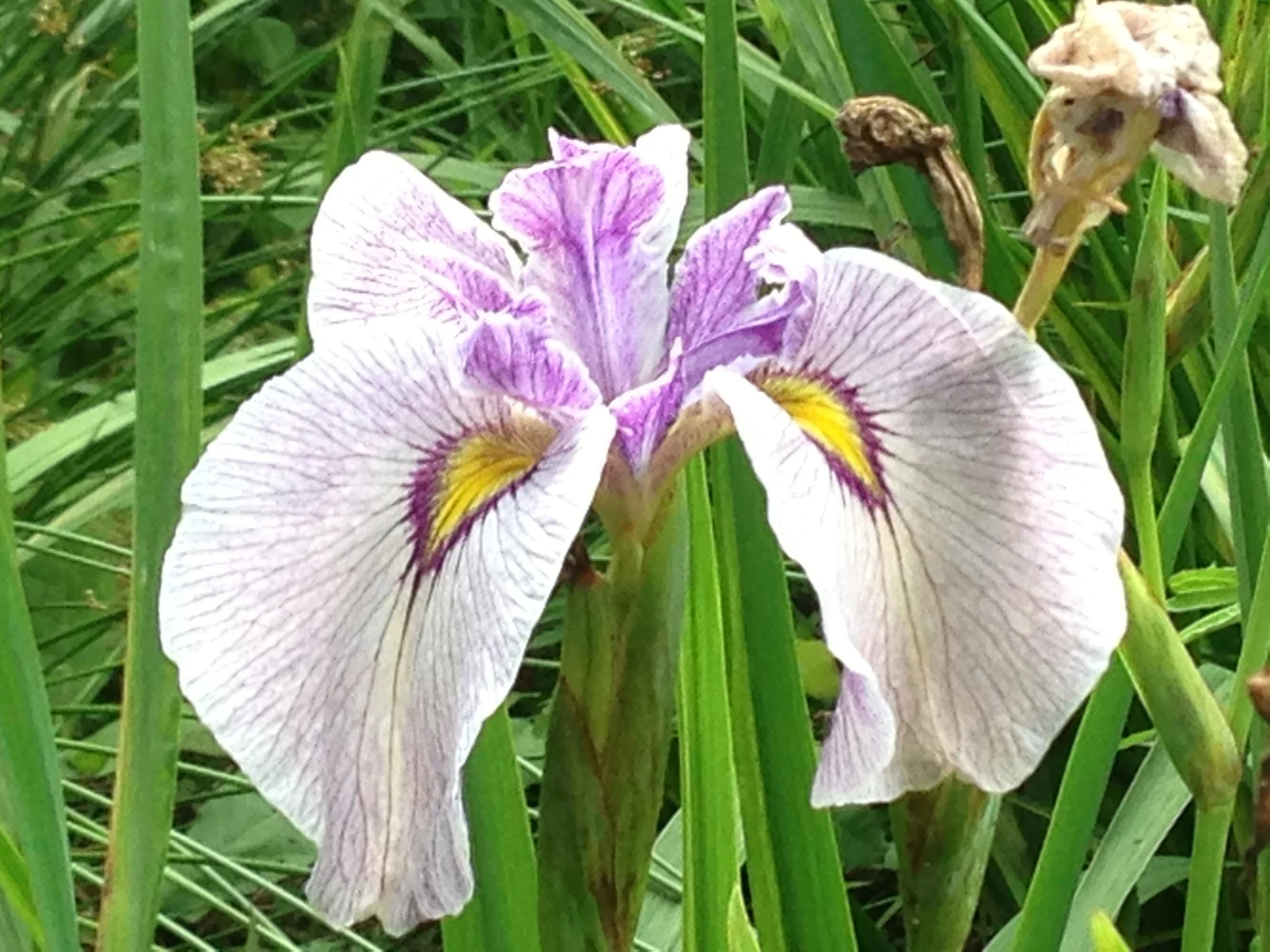Iris x pseudata 'tsukiyono'