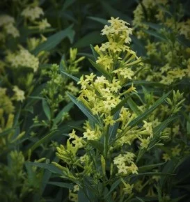 Cestrum-parqui-273x400.jpg