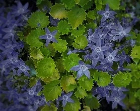 Campanula porscharskyana 'aurea'