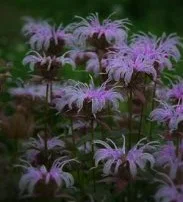Monarda bradburiana