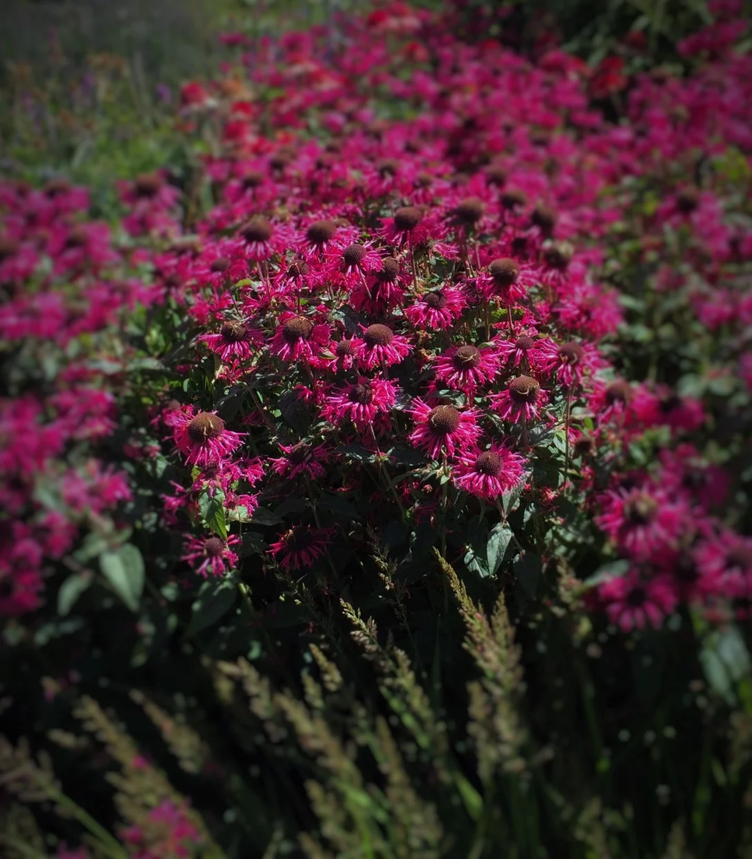 Monarda bradburiana 'prairie gypsy'