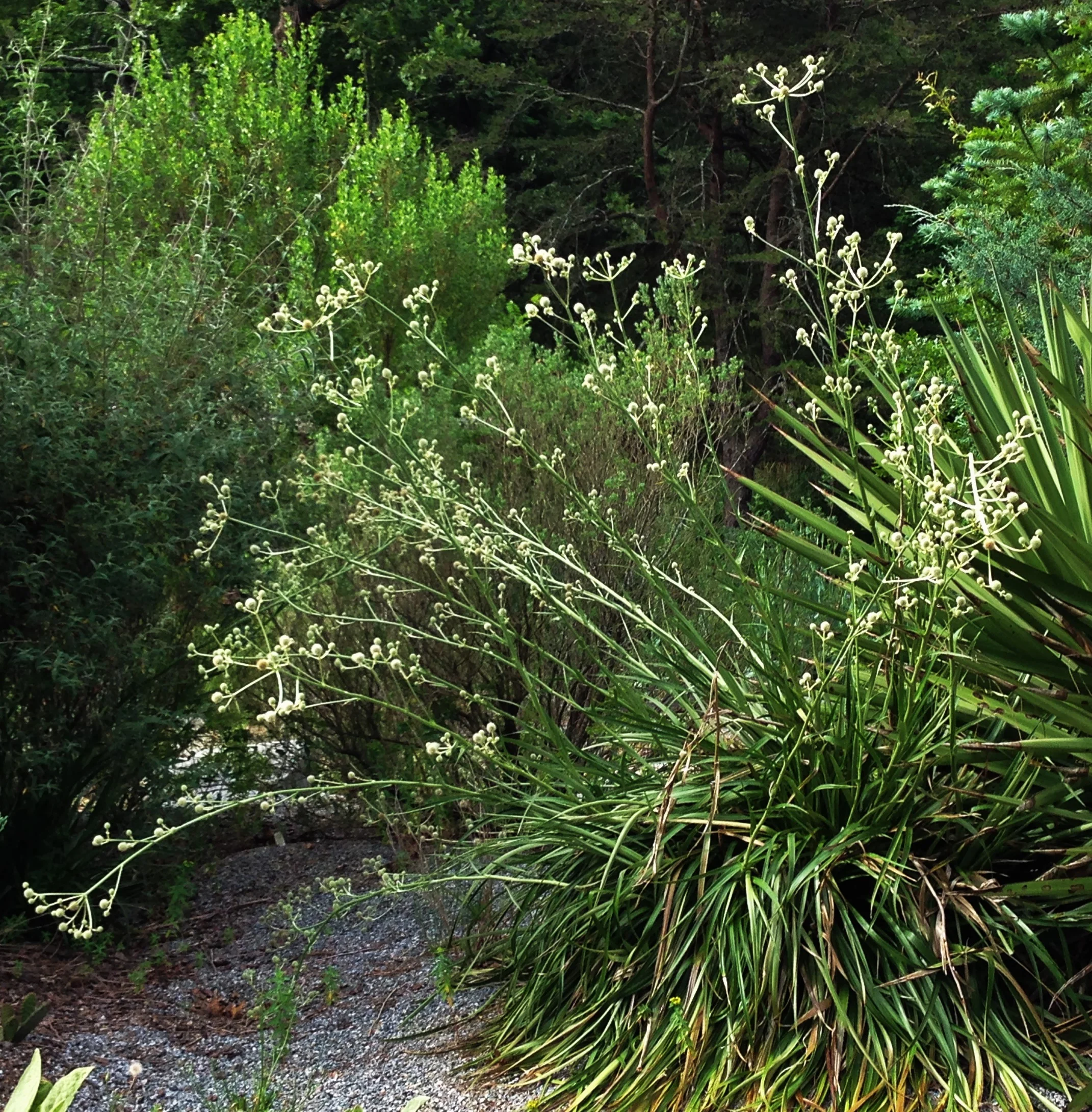 Eryngium agavifolium
