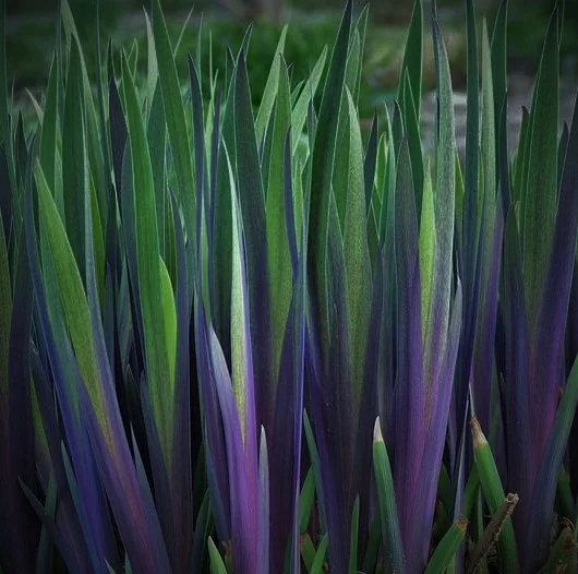 Iris x 'Gerald Darby'
