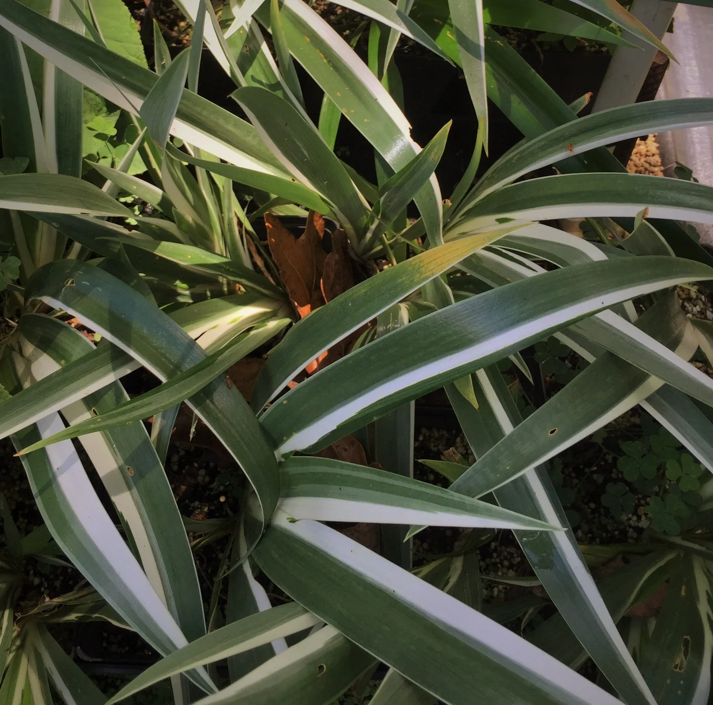 Iris japonica 'Aphrodite'