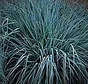 Elymus 'canyon prince'